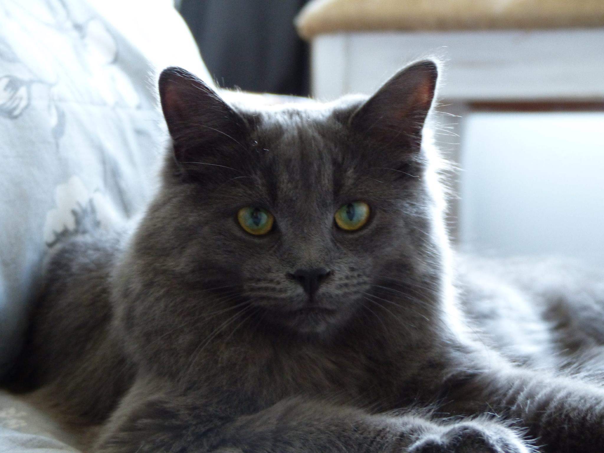 Mangifique chat gris