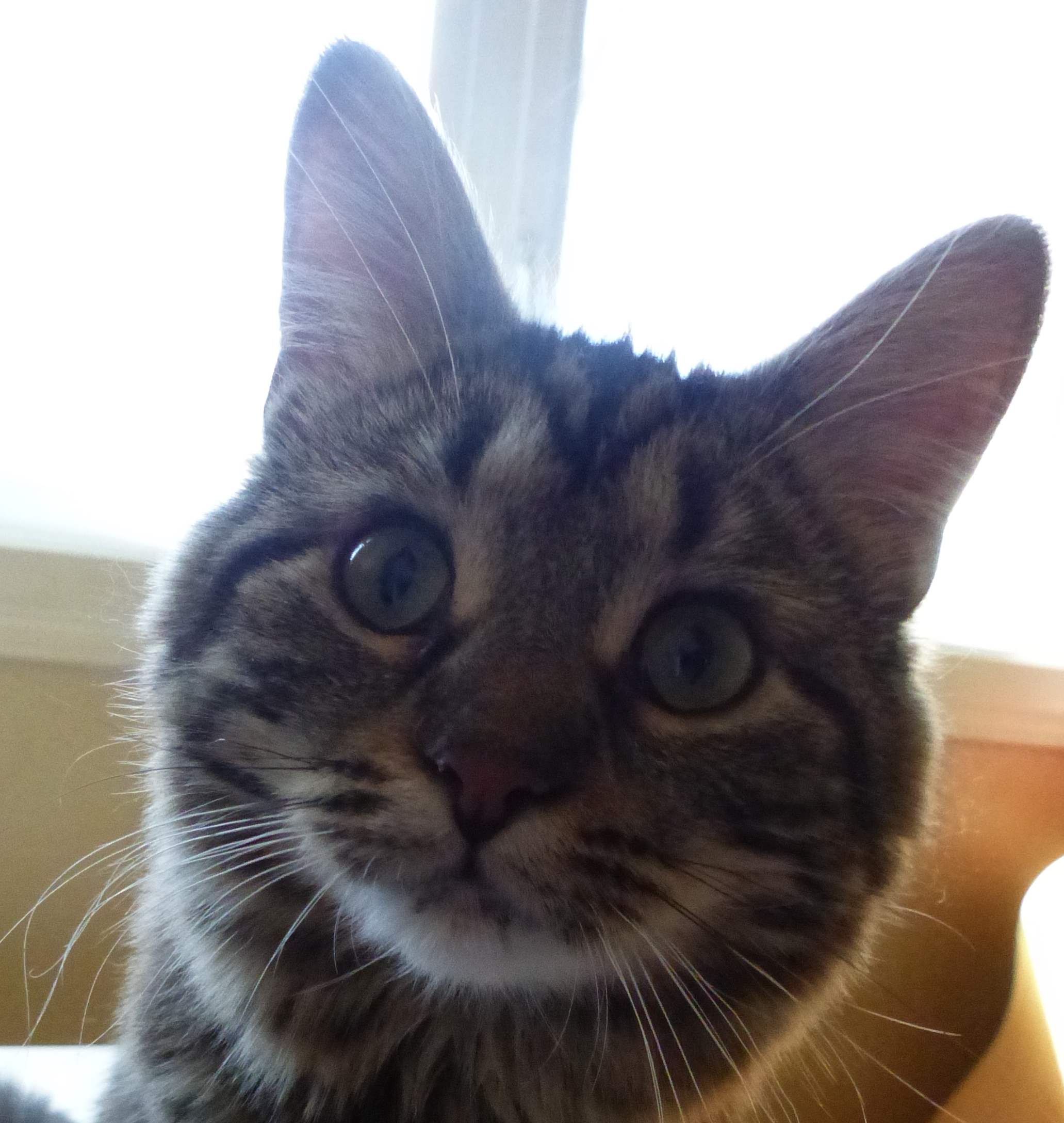 Tête de chat surpris